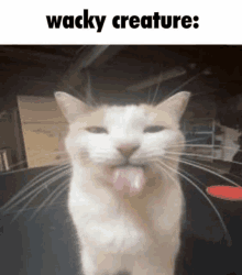 a cat sticking its tongue out with the words wacky creature written below it