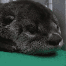 Otter Sleep GIF - Otter Sleep Sleepy Otter GIFs