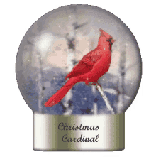 christmas cardinal snow globe winter christmas cardinal