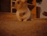 a cat with a red collar is standing on a carpet