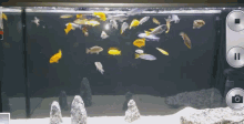 Aquarium Fish GIF