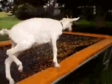And Twirl! GIF - Goat Spin Trampoline GIFs