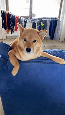 a dog laying on a blue couch with clothes hanging in the background