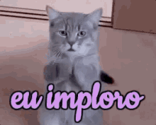 Implorando / Por Favor / Por Favorzinho / Deixa Vai / Gato GIF - Cat Im Begging Please GIFs