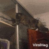 The Cat Loses Balance Viralhog GIF - The Cat Loses Balance Viralhog The Cat Lost Its Footing GIFs