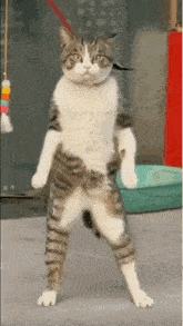 Mus8029 Cat Dance GIF - Mus8029 Cat Dance Cat GIFs