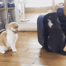 2cats Playing GIF - 2cats Playing GIFs
