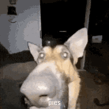 Pies Dog GIF - Pies Dog Ugly GIFs