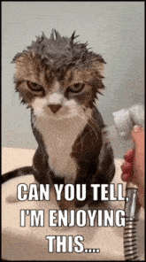 Cats Comedic GIF - Cats Comedic Funny-animals GIFs