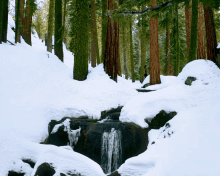 Winter Time Snow And A Stream GIF - Winter Time Snow And A Stream Snow In A Forest GIFs