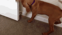 Dog Vs Doorstop GIF - Dogs Puppies Scared GIFs
