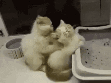 Massage Kitten GIF