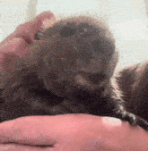 a close up of a person holding an otter in their arms .
