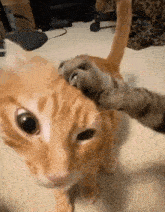 Cat Stoping GIF - Cat Stoping No You Dont GIFs
