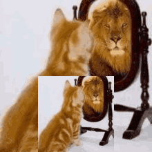 Cat Lion GIF - Cat Lion Mirror GIFs