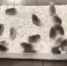 Hamster Gerbil GIF - Hamster Gerbil Gerbils GIFs
