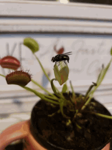 fly trap