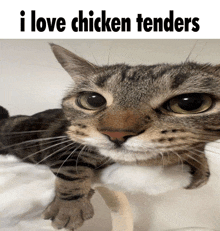 I Love Chicken Tenders Cat GIF - I Love Chicken Tenders Chicken Tenders Cat GIFs