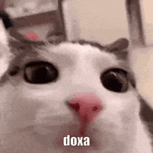 Plink Doxa GIF - Plink Doxa Doxa741 GIFs