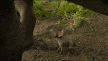 a stuffed animal with bunny ears and blue overalls is laying in the dirt next to a dinosaur
