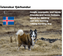 a brown and white dog standing in a field with the flag of iceland on the bottom