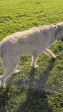 Irish Wolfhound GIF - Irish Wolfhound GIFs