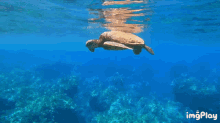 sea turtle happy
