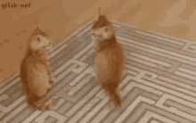 Cats Fight GIF - Cats Fight Pounce GIFs