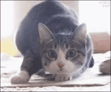 Cat Wiggle GIF - Cat Wiggle Shaquille GIFs