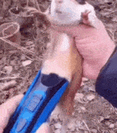 a person is holding a guinea pig in their hands while holding a blue toy train .