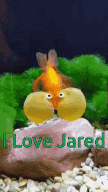 Jared I Love Jared GIF - Jared I Love Jared Fishy GIFs
