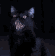 Spooktober Cat GIF - Spooktober Cat Black Cat GIFs