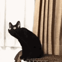 Crazy Cat GIF - Crazy Cat GIFs