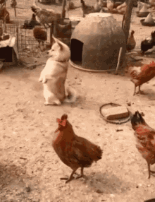 Dogs Rooster GIF - Dogs Rooster Cute GIFs