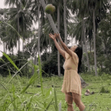 Catch The Coconut Tinger Hseih GIF - Catch The Coconut Tinger Hseih Dash Of Ting GIFs