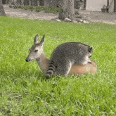 a raccoon laying on top of a deer in a grassy field