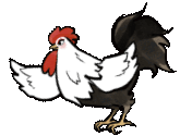 a rooster and a chicken are standing next to each other on a white background