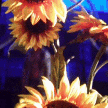 dead sunflower