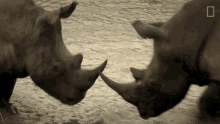 Scare Off The Bullying Bull Rhino GIF - Scare Off The Bullying Bull Rhino World Rhino Day GIFs