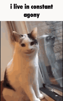 Sussy Cat GIF - Sussy Cat Pain GIFs