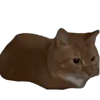 a brown cat is laying down and looking at the camera on a white background