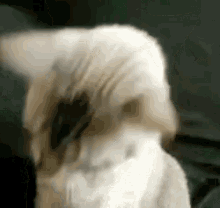 Good Morning My Love GIF - Good Morning My Love Cute Cat With Shades GIFs