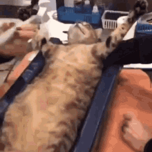 Cat Sedated Cat GIF - Cat Sedated Cat Hallelujah GIFs