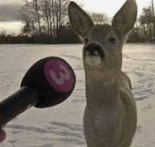 a person is holding a microphone in front of a deer .