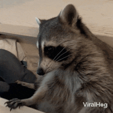 Taking A Look Raccoon GIF - Taking A Look Raccoon Viralhog GIFs