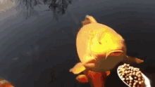 金鱼 游 自由 喂食 GIF - Goldfish Swim Free GIFs