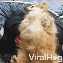 Massage Dog GIF - Massage Dog Funny GIFs
