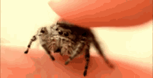 Spoot Spider GIF