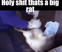 holy shit thats big rat