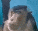 a close up of a monkey 's face looking at the camera .